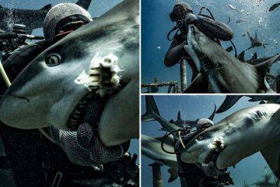 Жуткие кадры нападения акулы на дайвера - porosenka.net - штат Флорида - Австралия - Багамы - Нассау