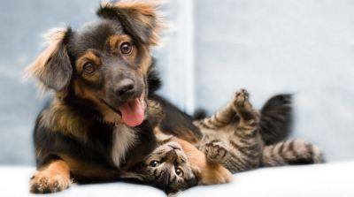 Болезни сердца у собак и кошек: как предотвратить - mur.tv