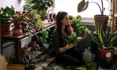 Достаточно одного листочка: 9 комнатных растений, которыми травятся дети и животные - milayaya.ru