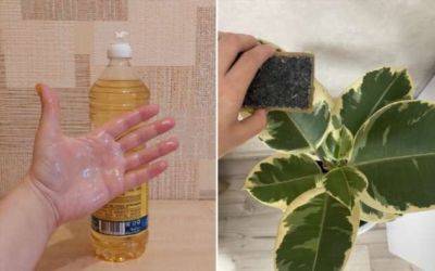 Зачем руки смазывать растительным маслом, а комнатные растения — майонезом: 6 секретов быстрой уборки - milayaya.ru