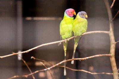 Как определить возраст и пол попугаев? - lifehelper.one