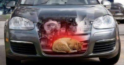 Чак Паланик - Почему нужно всегда заглядывать под капот машины и как еще можно помочь бездомным котам - lifehelper.one