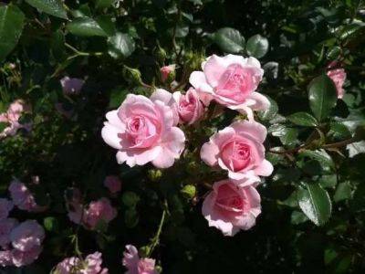Розы в саду. 10 важных нюансов, которых вы, может быть, не знали - lublusebya.ru - Нижегородская обл.