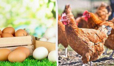Яйца соберете ящиками: чем кормить кур-несушек, чтобы лучше неслись - lifehelper.one