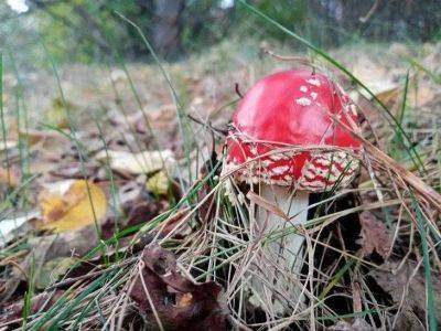 Игорь Зур - Зачем стучать по шляпке гриба в лесу: опытные грибники раскрыли секрет - lifehelper.one