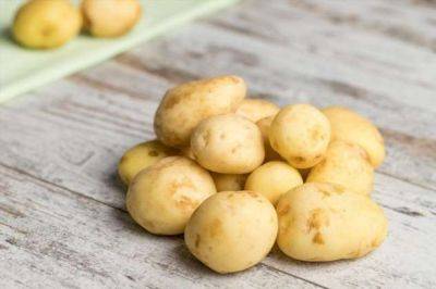 Как приготовить молодую картошку: самые популярные рецепты - milayaya.ru