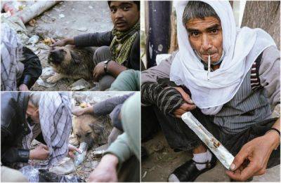 Собаки-наркоманы в Кабуле - porosenka.net