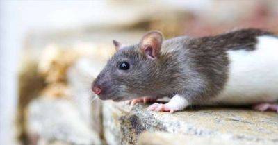 Как лечить насморк у крысы: причины болезни, симптоматика и методы терапии - milayaya.ru