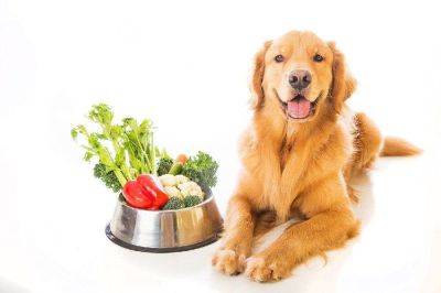 Можно ли давать собаке овощи: ошибка приведет к отравлению - lifehelper.one