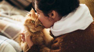 Как проявляется кошачья любовь к хозяину - mur.tv