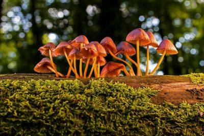 Суеверия и приметы о грибах, в которые трудно поверить - new-lifehuck.ru - Англия - Ирландия - Шотландия