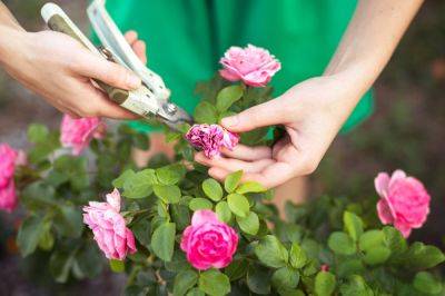 Как обрезать розы после цветения, чтобы вновь пышно цвели: главное правило садоводов - nashsovetik.ru