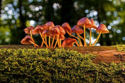 Суеверия и приметы о грибах, в которые трудно поверить - lifehelper.one - Англия - Ирландия - Шотландия