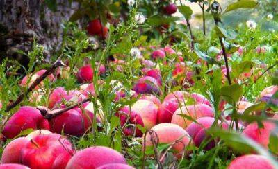 Почему опадают яблоки в июле: советы садоводов, как спасти урожай - lifehelper.one - Россия