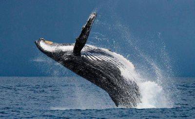 Викторина о китах и дельфинах - 4. Как киты прыгают, рожают и поют песни? - lifehelper.one