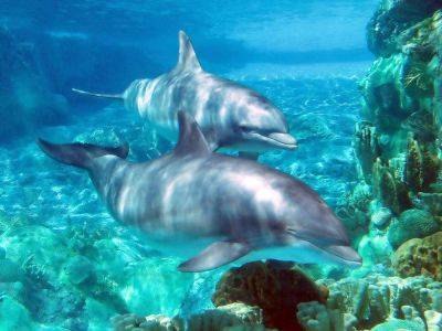 Тайдзи — бухта смерти. Зачем убивают дельфинов? - lifehelper.one - Россия - Япония