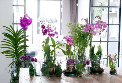 Орхидея будет пышной и здоровой: 5 советов по уходу для новичков - lifehelper.one