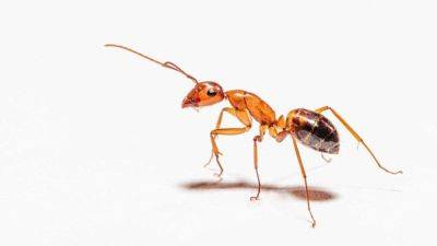 Борная кислота не помогает: простой способ избавиться от муравьев - lifehelper.one