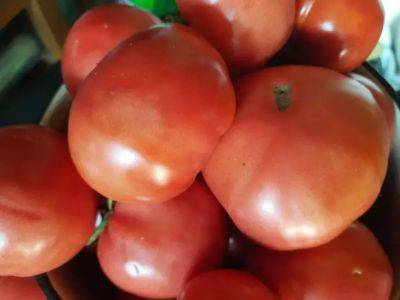 Тимур Хомичев - Что значат белые прожилки в помидорах: можно ли есть такие помидоры - belnovosti.by