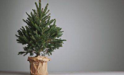 Живая ель в контейнере – как ухаживать в домашних условиях - nashsovetik.ru