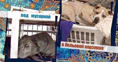Старый пёс лежал на свалке, пугая всех печальными белыми глазами… И вдруг ему на холку легла рука! - mur.tv