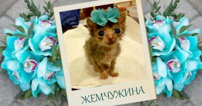 2-дневную крошку нашли среди мусорных баков… Маленькая котейка усердно пытается вырасти, но пока она – миниатюрная “Жемчужина приюта”! - mur.tv