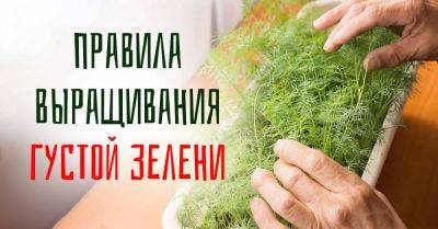 Укроп на подоконнике: как его вырастить - nashsovetik.ru