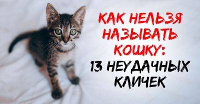 Как назвать котенка: идеи, правила и запреты - nashsovetik.ru