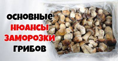 Как заморозить грибы на зиму: 3 способа - nashsovetik.ru