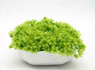 Иван Купала - Весеннее равноденствие, или Когда наступает Новолетие? - shkolazhizni.ru
