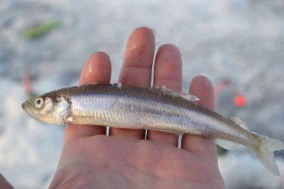 Эта рыба с запахом огурца заставит забыть о минтае и треске - nashsovetik.ru - Сша