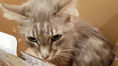 Хозяева принесли 13-летнюю кошку в больницу, чтобы усыпить, но врачи отказывались это делать - mur.tv - Днепропетровск