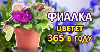 Правильный уход за фиалкой, чтобы она цвела круглый год - nashsovetik.ru