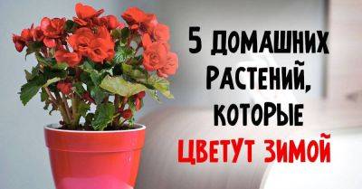 Какие комнатные растения цветут зимой - nashsovetik.ru