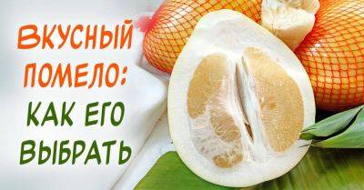 Как выбрать помело: покупаем спелый плод - nashsovetik.ru